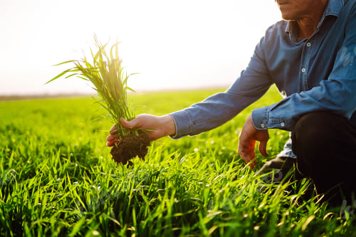 Preview: Young Green wheat seedlings in the hands of a farmer. Checking wheat field progress.