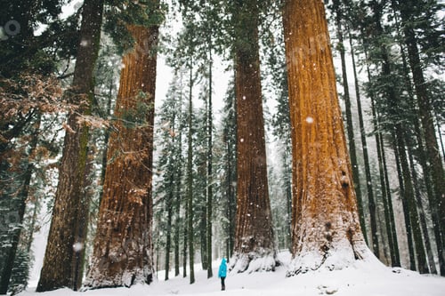 Preview: A person amidst giant snow-covered trees.