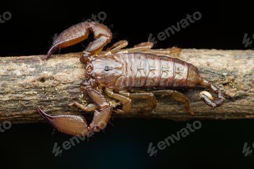 Preview: the scorpion