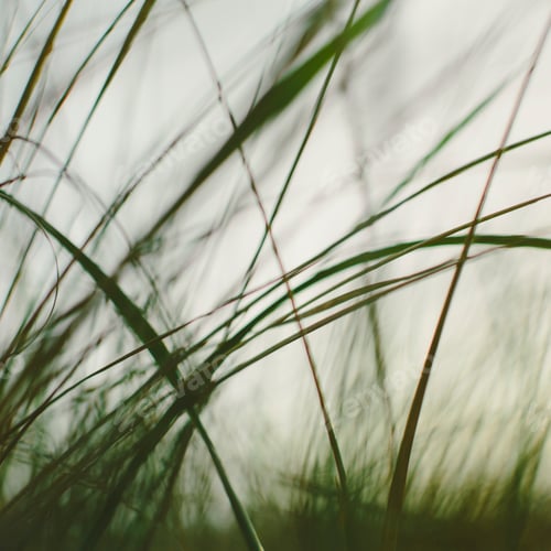 Preview: Sea grasses on the sand dunes on Long Beach Peninsula dunes. Close up.