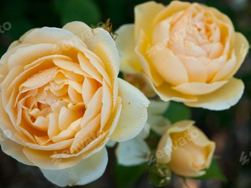 Preview: Garden Rose