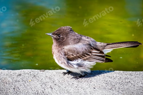 Preview: Close up of Black Phoebe (Sayornis nigricans) sitting on the shoreline of a pond