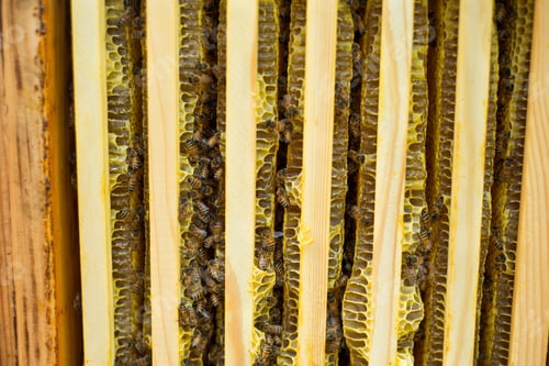 Preview: Beehive with frames full of bees closeup