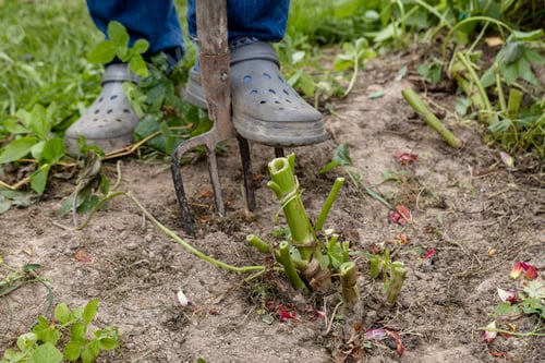 Preview: dahlia tubers just lifted for overwintering