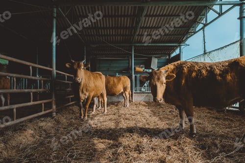 Vista previa: Brown bulls standing on the dry grass of the barn