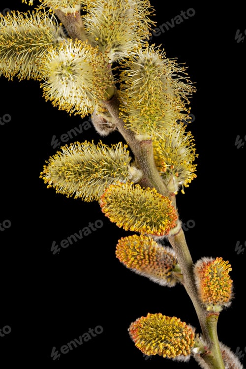 Preview: Blossoming pussy-willow twig, isolated on black background