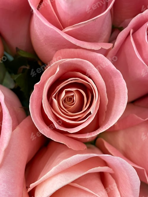 Preview: Pink Roses