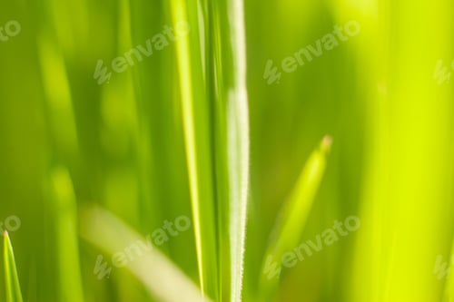 Preview: Green shoots of spring grass in the backlight warm sunbeam light, macro lens shot.