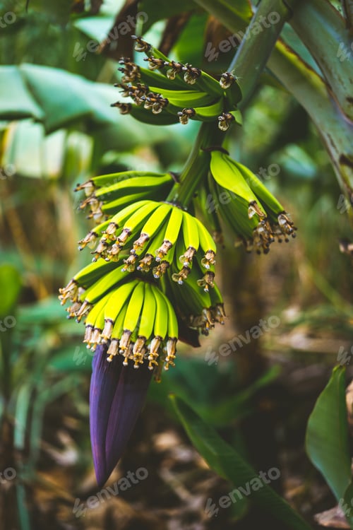 Preview: Banana fruits on the trekking route in a Paul valley on Santo Antao, Cape Verde. Close up