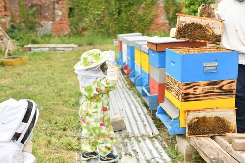 Preview: Child Learning About Beekeeping With Adult Supervision