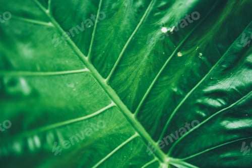 Preview: green leaf of tropical forest plant living in nature garden, exotic jungle foliage