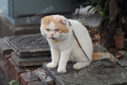 Preview: Moody cat, cute animal.