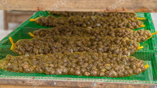 Preview: Growing escargot on a farm. Selective focus.