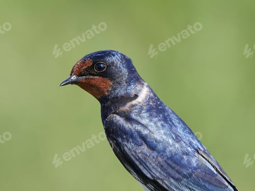 Preview: Barn swallow (Hirundo rustica)