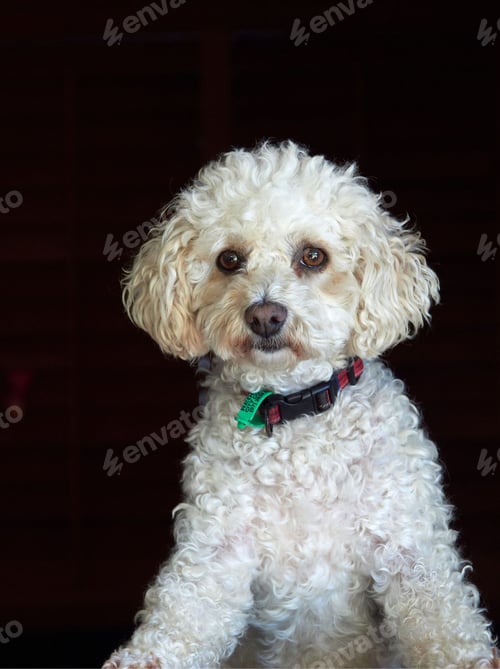 Preview: dog, bichon, hairy, puppy, dogs, cut out, isolate