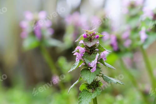 Preview: flowers in spring. close-up of Red Dead nettle. flowering, spontaneous plant