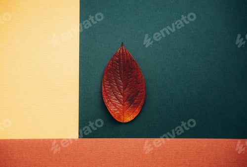 Preview: Red, yellow and orange autumn leaves on dark green background.