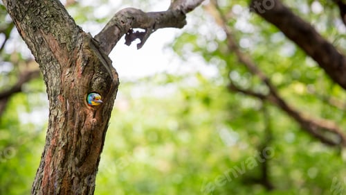 Preview: A bird Taiwan Barbet in the hole nest on the tree at Taiwan Daan Forest Park