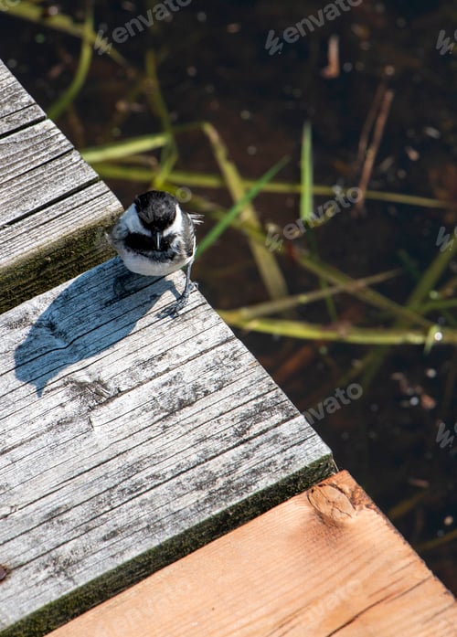Preview: Vertical shot of a chickadee bird perched on a wooden dock