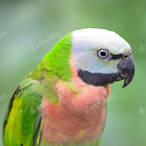 Preview: Red-breasted Parakeet