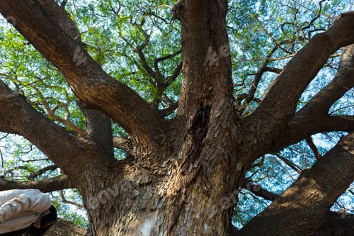 Preview: branch of big tree