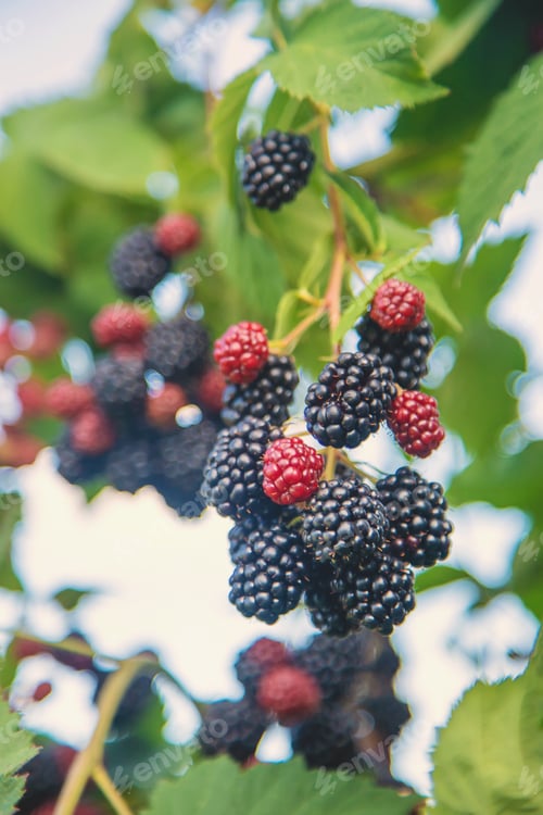 Close-Up of Ripening Blackberries on a Branch
