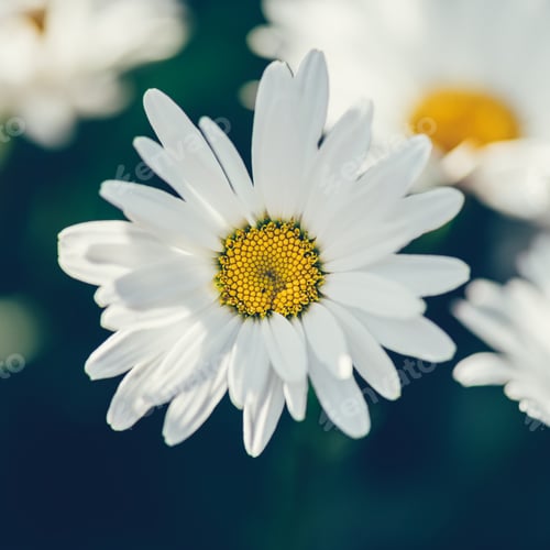 White Daisy Flower Close-up with Yellow Center