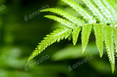 Preview: Rain drops on fern leaf