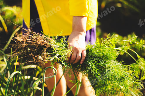 Preview: Farming. Farm life. Fresh dill