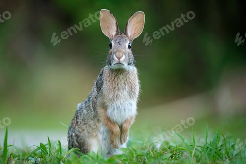 Preview: Grey small hare eating grass on summer field. Wild rabbit in nature