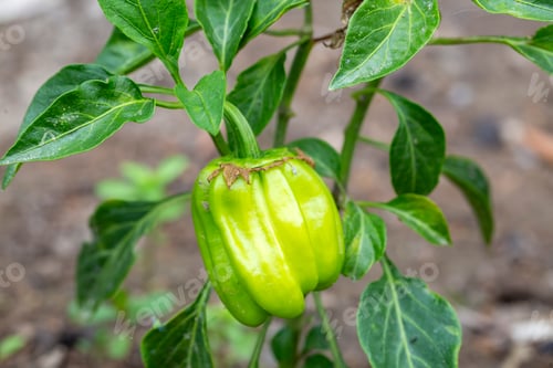 Preview: Fresh organic green pepper field