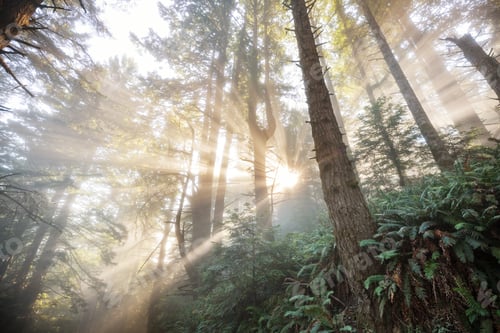 Preview: Sunny beams