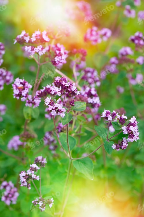 Preview: Oregano flowers herbal background and sunlight