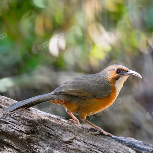 Preview: Rusty-cheeked Scimitar-babbler