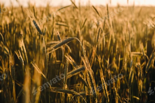 Preview: Wheat field at sunset . Golden ears of wheat . The concept of harvest
