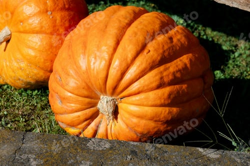 Preview: Huge pumpkins on the ground. harvest time