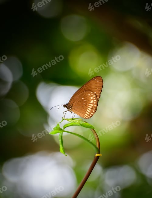 Preview: Beautiful common crow butterfly resting on top of green leaf, natural environment bokeh background.