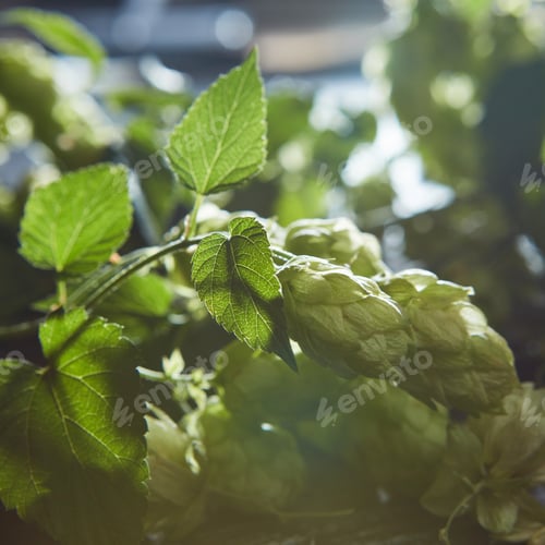 Vista previa: Green Hop Cones on a old wooden background.