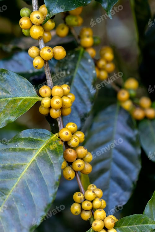Preview: harvesting coffee berries by agriculture. Coffee beans ripening on the tree in North of Thailand