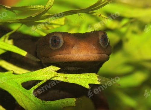 Vista previa: Frontal closeup of an underwater Himalayan newt, Tylototriton verrucosus, peaking through vegetation