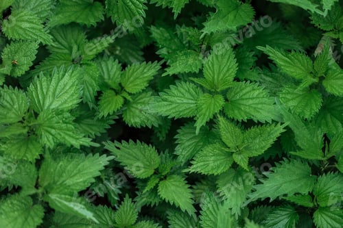 Preview: seamless background with bright green colorful leaves
