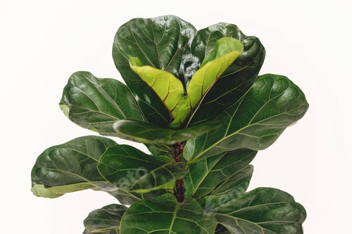 Preview: Ficus Lyrata. Beautiful fiddle leaf tree leaves on white background