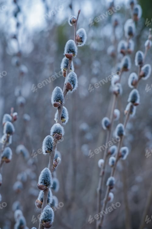 Preview: Willow branch with fluffy catkins in the forest on a blurred background,Vertical frame