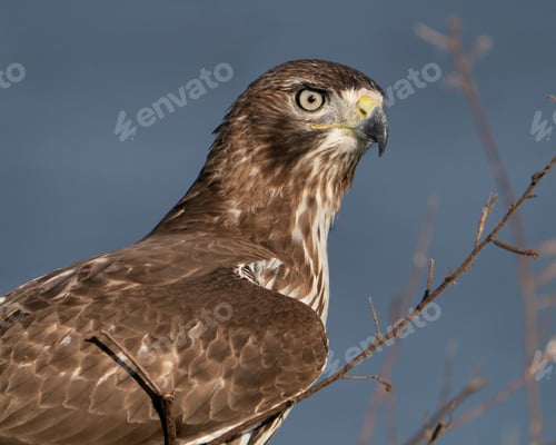 Preview: Juvenile Coopers Hawk