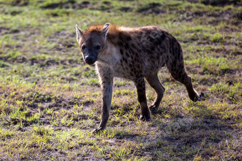 Preview: Spotted hyena stands in a grassy park near a small shallow pool of water
