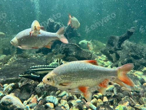 Preview: Fishes