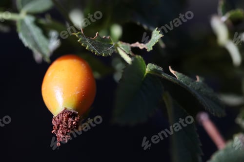Preview: Rosehip
