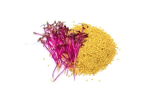 Preview: Amaranth Sprouts and Seeds on a White Background