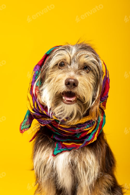 Preview: Furry puppy with a headscarf on a yellow background.