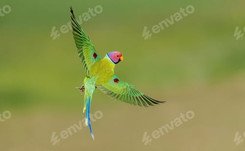 Preview: Parakeet bird soaring through the sky above a lush green meadow